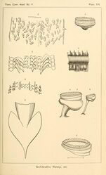 #25 (?/12/1872), #30 (25/11?/1873), and one other Anatomical details of Verrill specimen No. 4 from 1872 (#25; tentacular sucker and closeup of same: figs. 5–6) and Verrill specimen No. 5 from 1873 (#30; lining membrane of palate: fig. 1; caudal fins: fig. 2; tentacular suckers: fig. 3; arm sucker: fig. 4) (Verrill, 1880a:pl. 16). Also shown are radular teeth of Loligo pallida (synonym of Doryteuthis pealeii; fig. 7) and giant squid specimen #16, redrawn from Harting (1860:pl. 1 fig. 4) (fig. 8).