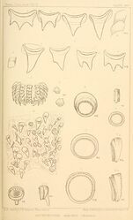 #30 (25/11?/1873) Suckers of the arms and tentacles and closeups of the radula and its associated teeth (Verrill, 1880a:pl. 16a)