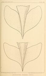 #42 (24/9/1877) Ventral views of the supposedly anteriorly-free caudal fins of the Catalina specimen (top: after several days in alcohol; bottom: after several months in same), now known to be a preservation artefact[305] (Verrill, 1880a:pl. 19)