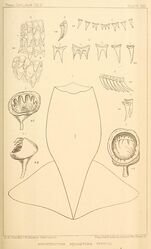 #[1] (1870?) Anatomical details of the squid that washed ashore in Nova Scotia, Canada , around 1870. It was originally described as Architeuthis megaptera and later identified as Sthenoteuthis pteropus. Shown are the mantle (fig. 1), teeth of the radula and palate (figs. 2–7), and arm and tentacle suckers (figs. 8–9) (Verrill, 1880a:pl. 21).