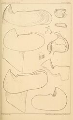 #25 (?/12/1872) and others Verrill's sketches of the two halves of the lower mandible of specimen No. 4 from 1872 (#25), drawn from photographs (figs. 5–5a), as well as beaks and other remains redrawn from earlier sources: #16 from Harting (1860:pl. 1 figs. 1, 8, 8') (figs. 1–1b); Steenstrup's A. dux from Harting (1860:pl. 1 fig. 1A) (fig. 2); #13 after what was eventually published as Steenstrup (1898:pl. 1 fig. 2) (fig. 3); and "Enoploteuthis hartingii" from Harting (1860:pl. 2 fig. 15, pl. 3 figs. 23–24) (figs. 4–4b) (Verrill, 1880a:pl. 25)