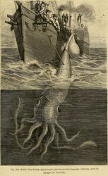 #18 (30/11/1861) This much-reproduced image appeared in Louis Figuier's La vie et les mœurs des animaux (Figuier, 1866:467, fig. 362; shown here) and Henry Lee's Sea Monsters Unmasked (Lee, 1883:39, fig. 8), among others, but Muntz (1995:21) wrote that its original source was uncertain.