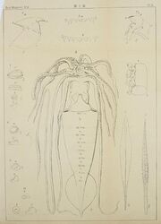 #67 (4/2/1895) Type specimen of Architeuthis japonica, caught in a net in Tokyo Bay on 4 February 1895 after a 2–3 day storm (Mitsukuri & Ikeda, 1895:pl. 10)
