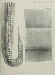 #27 (≤1873) The type specimen of Plectoteuthis grandis, consisting of a single arm (Owen, 1881:pl. 34). The provenance of this material is uncertain, but it may originate from the east coast of South America.[33]
