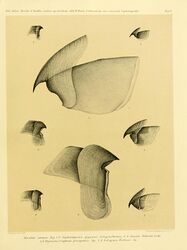 #13 (?/12/1853) Upper and lower beaks of the type specimen of Architeuthis monachus (centre) and assorted smaller squid species: Gonatus fabricii (top), Sthenoteuthis pteropus (middle), and Loligo forbesii (bottom) (Steenstrup, 1898:pl. 1)