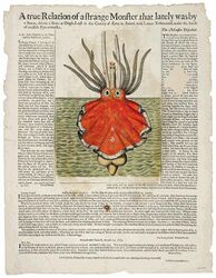 #3 (c. 15/10/1673) Broadsheet covering the giant squid stranded at Dingle, Ireland, around 15 October 1673 (Hooke et al., c. 1674). Steve O'Shea commented that though the animal depicted "doesn't look true to any squid, it is probably more similar to a cranchiid than it is to an architeuthid".[300]