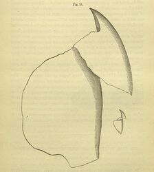#26 (≤1873) Upper beak extracted from a sperm whale stomach, from Packard (1873:93, fig. 10). A. E. Verrill considered the illustration inaccurate and published his own version. The much smaller beak (drawn to scale), possibly from the same whale, may belong to Gonatus fabricii, as suggested by Steenstrup.[302]