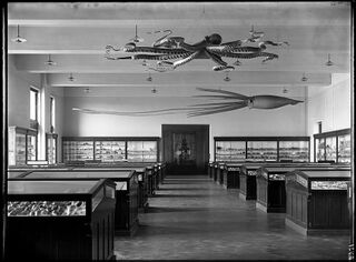 #42 (24/9/1877) Ward's models of the Catalina giant squid and a giant Pacific octopus, suspended from the ceiling of the American Museum of Natural History's Shell and Coral Hall, early 20th century. The squid was later moved to the Hall of Ocean Life, the Invertebrate Hall, and, following refurbishment, the "Wall of Life" in the Hall of Biodiversity (see 2015 image).[310] Both models were acquired in 1895 for a total of United States dollar 750 (equivalent to $28,347 in 2024).[311]
