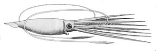 #34 (?/12/1874) J. H. Emerton's reconstruction of Architeuthis princeps, based chiefly on the Fortune Bay specimen, also known as Verrill specimen No. 13 (Verrill, 1881b:pl. 54 fig. 1). Identified as a drawing of the Catalina specimen (#42) in Richard Ellis's The Search for the Giant Squid.[304]