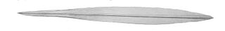#68 (18/7/1895) Gladius (internal shell remnant) measuring 39 cm extracted from the same specimen (Joubin, 1900:pl. 15 fig. 10)