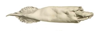 #68 (18/7/1895) Mantle measuring 46 cm originally recovered from sperm whale vomit, from a 1900 work by Louis Joubin (Joubin, 1900:pl. 15 fig. 8). This specimen is the holotype of Dubioteuthis physeteris.