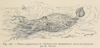 #18 (30/11/1861) An illustration of the Alecton encounter from Les Animaux Excentriques by Henri Coupin (fr), first published in 1903, based on the original from Bouyer (here given as "Rouyer").