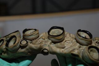 #69 (10/4/1896) Tentacular suckers of the largest specimen, examined in 2011, when the box containing the museum's six giant squid was reopened for maintenance, registration in the database, and to add new preservatives.[316]