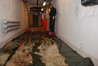 #69 (10/4/1896) and others Three giant squid from the NTNU Museum of Natural History and Archaeology in Trondheim, Norway, including the oldest and largest specimen (#69), which was found in 1896 and measures some 12 m (39 ft) in total length