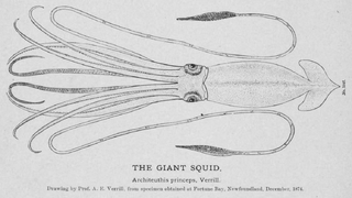 #42 (24/9/1877) Drawing by A. E. Verrill of the Catalina specimen, here incorrectly identified as the Fortune Bay specimen (#34); see original illustration (Verrill, 1880a:pl. 20)
