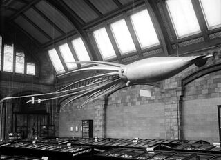 #42 (24/9/1877) Catalina-inspired model on display in the Shell Gallery (now Jerwood Gallery)[307] of London's Natural History Museum in 1907. Bought in 1906 for United States dollar 450 (equivalent to $15,748 in 2024) from Ward's Natural Science Establishment of Rochester, New York, it was installed a year later.[308] It was destroyed during the Blitz in 1940;[309] the second and current model dates from 1974.[308]