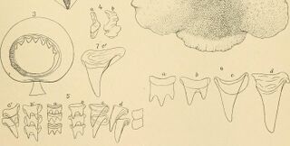 #54 (?/4/1880) Selected details of the Grand Banks specimen: 50th sucker of one of arms II (fig. 3), statolith in front and lateral aspects (fig. 4), and various views of the radular teeth (figs. 5–7) (Verrill, 1881b:pl. 38 figs. 3–7; see uncropped version)