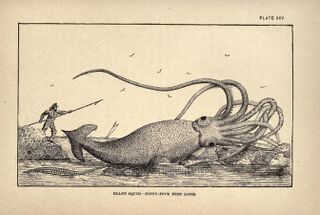 #45 (2/11/1878) Artist's impression of the "Thimble Tickle specimen" found on 2 November 1878, which reportedly measured 55 feet (17 m) in total length, from Charles Frederick Holder's Marvels of Animal Life (Holder, 1885:198, pl. 25). No photographs or exact measurements exist as the specimen was cut up for dog food soon after its discovery.
