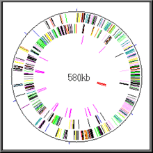 Gene map of "Mycoplasma genitalium". Circularly arranged coloured bands are the genes (525 in number) in their position in the DNA. The genome has 580,070 base pairs (580 kb).
