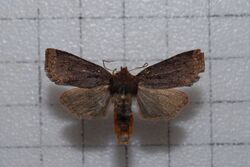 Conistra takasago2.jpg