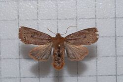 Conistra takasago3.jpg