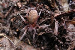 Pimus sp. (Marshal Hedin).jpg