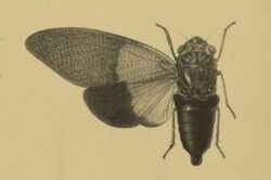 Trengganua sibylla.jpg