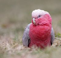 Galah.jpg