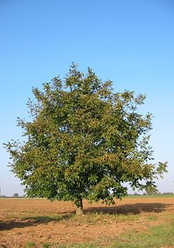 Persian Walnut, Juglans regia