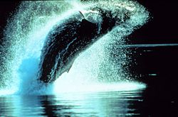 Humpback Whale breaching