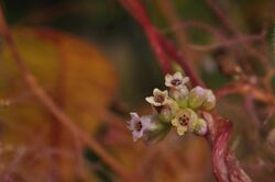 Cuscuta monogyna parazitizing Cotynus (5).jpg