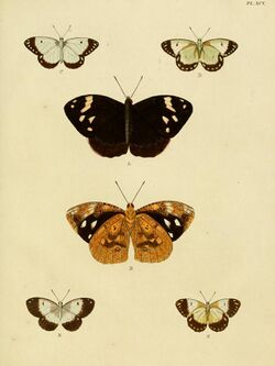 Cramer&Stoll-uitlandsche kapellen vol. 1- plate 095.jpg