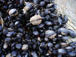 Mussels in Cornwall