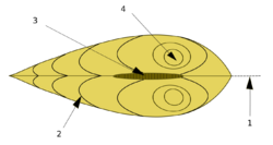 Main parts of a bivalve shell