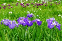 A field of purple, white and blue iris flowers