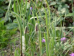 Fritillaria sinica pink form.jpg