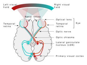 Human visual pathway.svg