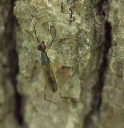 Rainieria antennaepes P1160628a.jpg