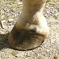 Horse hoof