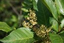 Flowers and leaves of Maesa lanceolata