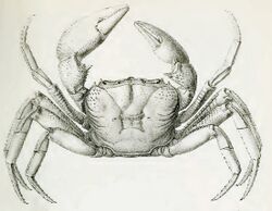 Deckenia alluaudi dorsum.jpg