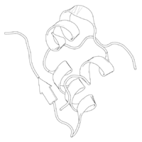 Black-and-white ribbon diagram of a pig insulin monomer.