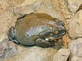 The Colorado River toad (Bufo alvarius) secretes bufotenin and 5-MeO-DMT from specialized parotoid glands.