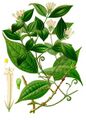 Strychnos toxifera, source of the neurotoxic alkaloid toxiferine (coloured plate from Köhler's Medicinal Plants)