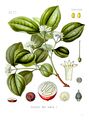 Strychnos nux-vomica, principal source of the convulsant alkaloid strychnine (coloured plate from Köhler's Medicinal Plants)
