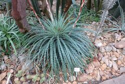 Hechtia stenopetala - Botanischer Garten, Dresden, Germany - DSC08868.JPG