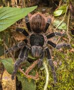 female V. buecherli