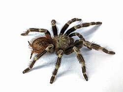 V. chromatus
