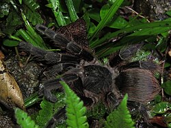 V. lucasae