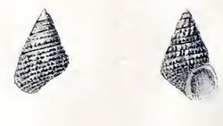 Cantharidus pulcherrimus 001.jpg